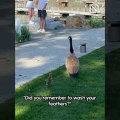 Goose Mom Waits Very Patiently For Her Baby To Be Done Playing In The Grass 🥰