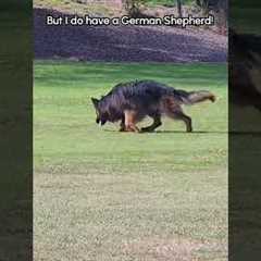 My German Shepherd Helps Find My Lost Car Keys!
