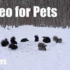 A Scurry of Squirrels in a Winter Wonderland - 10 hour Cat TV for Pets to Watch 🐱 - Mar 02, 2026