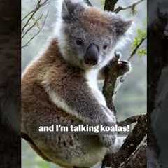 Bears Unlimited: Our NEW Video all about bears premiering TOMORROW!! 🔥😱🐻#Bears #failgag #wildanimals