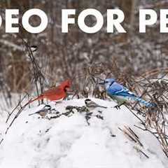 Cat TV for Pets to Watch 🐱 - 10 Hours of Birds, Squirrels and Forest Friends - Mar 03, 2026