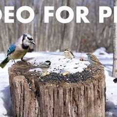 Cat TV for Pets to Watch 🐱 - Birds, Squirrels and Forest Friends in the Snow - Mar 04, 2026