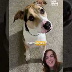 Paw Picks: Chom Chom Roller