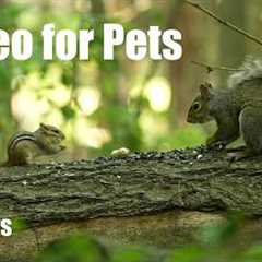 Summer Clips to Cure Winter Blues - 10 Hour Cat TV for Pets to Watch 🐱 - Mar 05, 2026