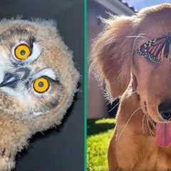 Crazy animal moments caught on camera 💥🦉🔥 | best funny animal video compilation