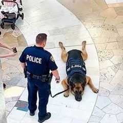 I Would Die Laughing for these Police Dog 😂