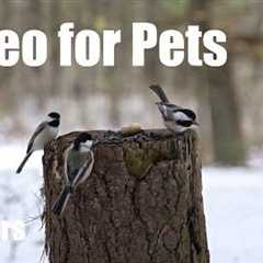 Cat TV for Pets to Watch 🐱 - Chickadees and Beautiful Birds in a Snowy Forest - Mar 06, 2026