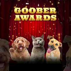 💧 Is your pet a certified drool factory?!