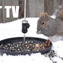 Saturday Morning Cartoons for Pets - 10 Hours of Squirrels in the Falling Snow - Mar 07, 2026