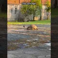 Tortoise Plays Tag With Pigeons