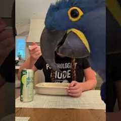 Hyacinth Macaw Steals Show With Funny Video Cameo!