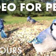 Cat TV for Pets to Watch - Blue Jays and Beautiful Backyard Birds and Squirrels - Mar 08, 2026