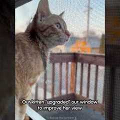 Clever orange kitten makes head-hole in window screen!