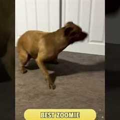 Got a Zoomie pro in your household?🌪️  Show us that wild run and you could win $500!🔗 #Dog #Cat