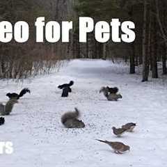 Cat TV for Pets to Watch 🐱 - Squirrels, Doves and Forest Animals in Harmony - Mar 09, 2026