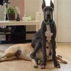 When Your Great Dane is Raised by Comedians 🤣