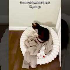 Daredevil Dachshund Keeps Leaping From Bed Onto Dog Bed 🤣💥