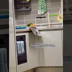 My parrot is throwing all my dishes off the counter 😭💥 #parrot #funnybirds