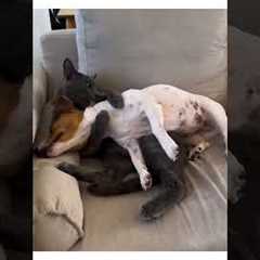 Cat And Dog Spotted Licking Each Other