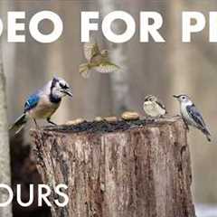 Cat TV for Pets to Watch 🐱 - 10 Hours of Birds, Squirrels and Forest Friends - Mar 11, 2026