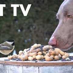 Cat TV for Pets to Watch 🐱 - 10 Hours of Backyard Birds, Squirrels and Friends - Mar 12, 2026