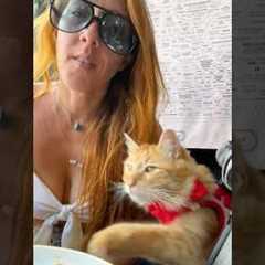 NEW Animal Videos To Make You Laugh!