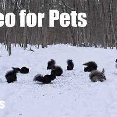 A Scurry of Squirrels in a Snowy Forest - 10 Hour Cat TV for Pets to Watch 🐱 - Mar 13, 2026