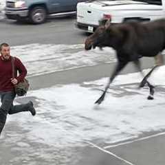 When Animals Think No One’s Watching ... Until Humans Catch Them 😂