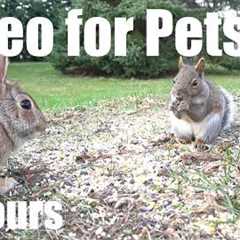 Saturday Morning Cartoons for Pets 🐱 - 10 Hours of Birds, Squirrels and Bunnies - Mar 14, 2026
