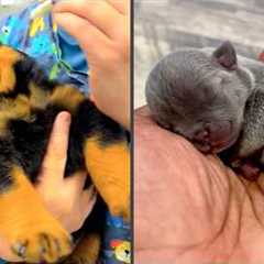 I just tried to give my puppy medicine...