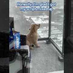 You CAN'T Tell Me My Puppy Isn't The Cutest!