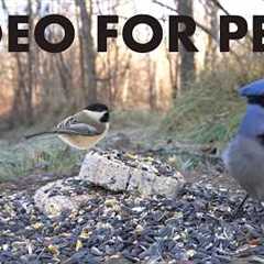 Cat TV for Pets to Watch 🐱 - 10 Hours of Red Squirrels, Ravens, Jays and More - Mar 15, 2026