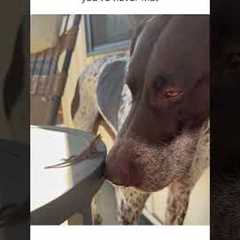 Dog and lizard have staring contest