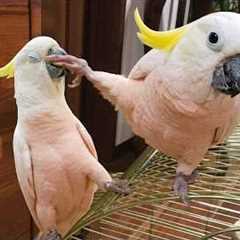 The FUNNIEST PARROTS On The Planet! 🤣 Funny Birds Video