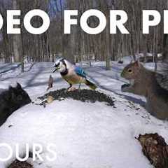 Cat TV for Pets to Watch 🐱 - Birds, Squirrels and Forest Friends in the Snow - Mar 16, 2026