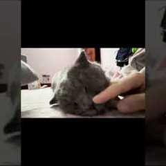 He name is  Chubby  #shorts  #funnyanimals #animal #funnycats