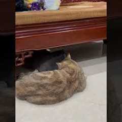 Mr Chubby and Mr Ginger  #shorts  #funnyanimals #funnycats #funnydogs