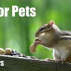 Summer Clips to Cure Winter Blues - 10 Hour Cat TV for Pets to Watch 🐱 - Mar 17, 2026