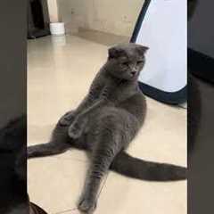 I wonder if Mr Chubby has back pain  #shorts #funnyanimals #funnycats #funnydogs