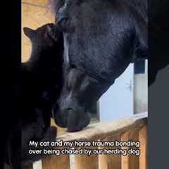 Cat And Horse Cuddle Together 💕