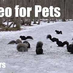 Cat TV for Pets to Watch - 10 Hours of Beautiful Squirrels Forest Friends in Harmony - Mar 18, 2026