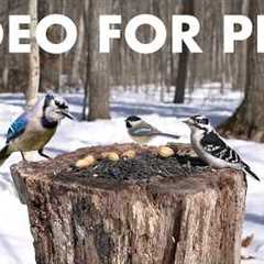 Cat TV for Pets to Watch 🐱 - 10 Hours of Birds, Squirrels and Forest Friends - Mar 19, 2026