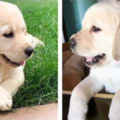Cute Labrador That Will Make Your Day So Much Better 🥰 | Cute Puppies