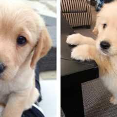 😍 These Golden Puppies Will Brighten Your Day 🐶 | Cute Puppies