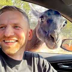 Good Boys and Goofballs: The Best Pet Moments of March!