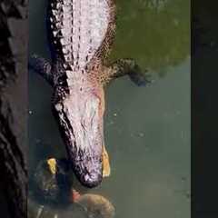 Guilty Pets Caught Red-Handed! 🐶😹 | Funniest Pets of the Week