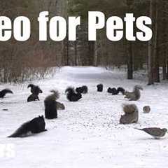 A Scurry of Squirrels and Forest Friends in the Snow - 10 Hour Cat TV for Pets 🐱 - Mar 20, 2026