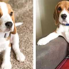 These Cute Beagle Baby Are Adorable 😍 Watch It All To See What You're Doing 🐶 😋 | Cute Puppies