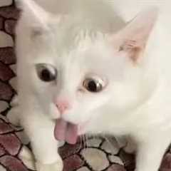 Cats Gagging Compilation