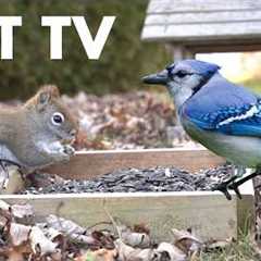 Saturday Morning Cartoons for Pets 🐱 - Beautiful Backyard Birds and Squirrels - Mar 21, 2026